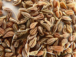 Egyptian Anise