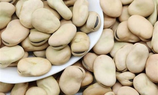 Egyptian Fava Beans